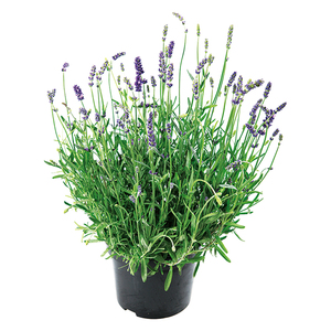 Lavendel 'Early Scent'