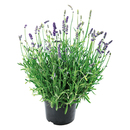 Bild 1 von Lavendel 'Early Scent'