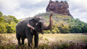 Rundreisen Sri Lanka & Malediven: Rundreise von Colombo bis Rannalhi inkl. Baden im Adaaran Club Rannalhi