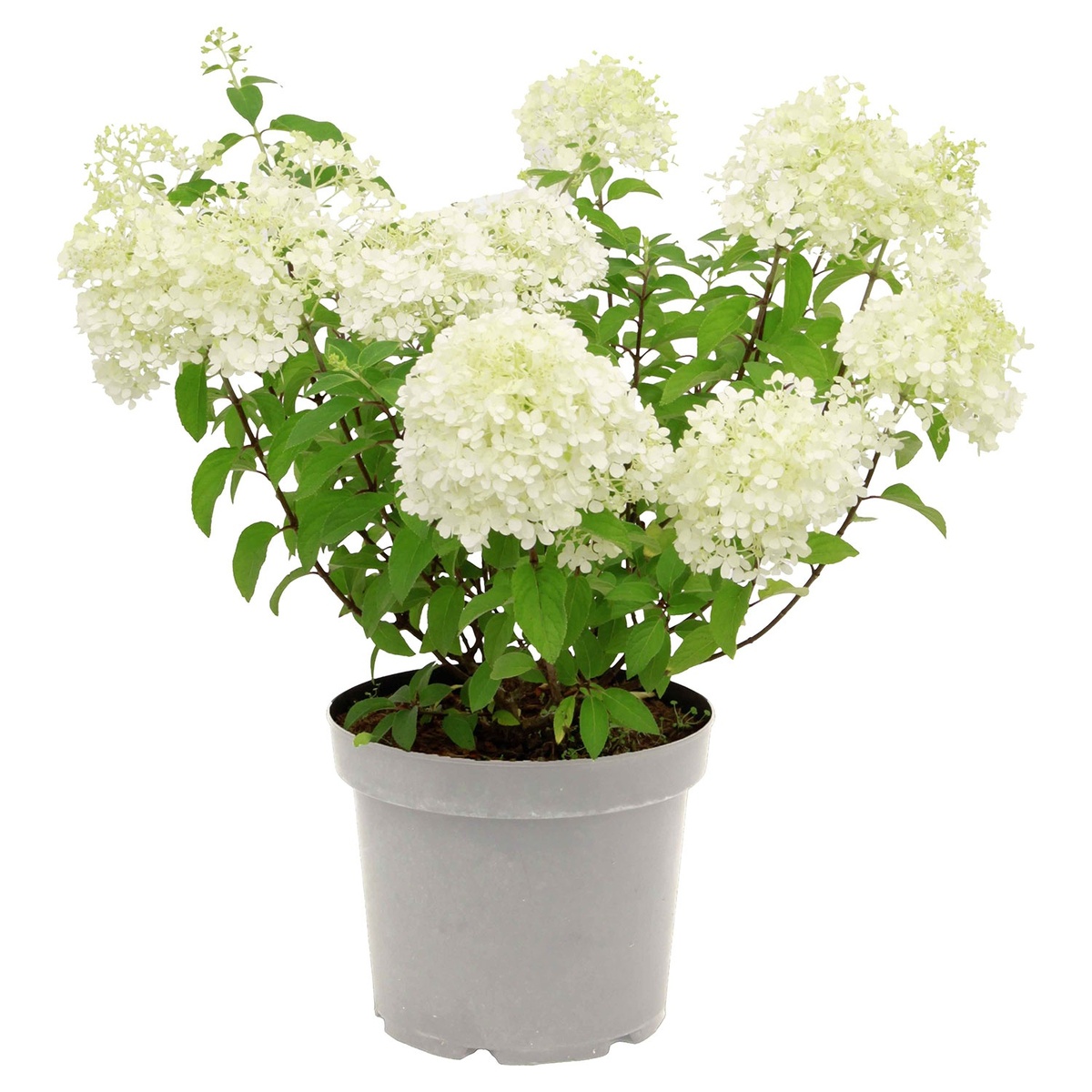 Bild 2 von GARDENLINE Rispenhortensie