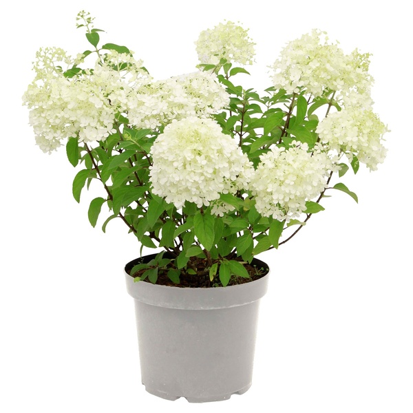Bild 2 von GARDENLINE Rispenhortensie