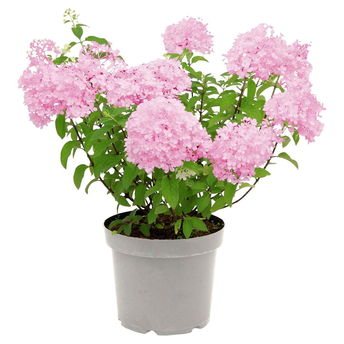 Bild 1 von GARDENLINE Rispenhortensie