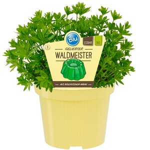 Bio-Waldmeister Topf-Ø ca. 11 cm Galium