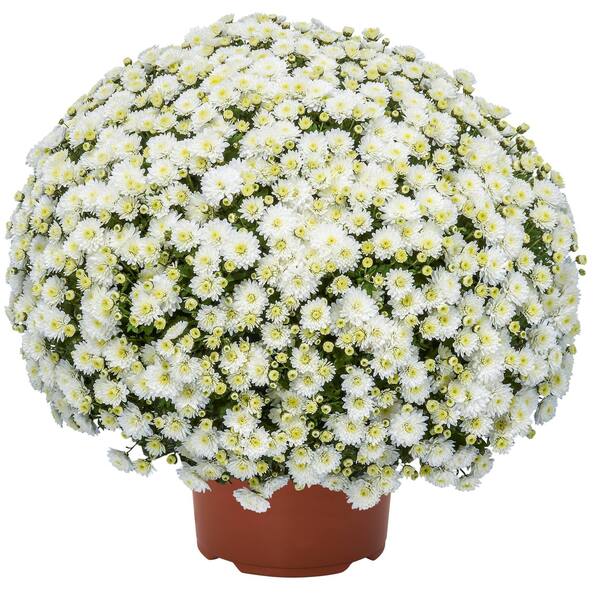 Bild 2 von Chrysantheme Busch