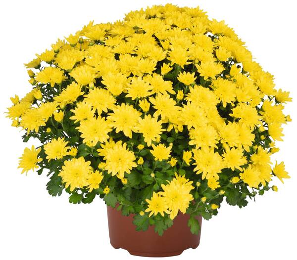 Bild 1 von Chrysantheme Busch