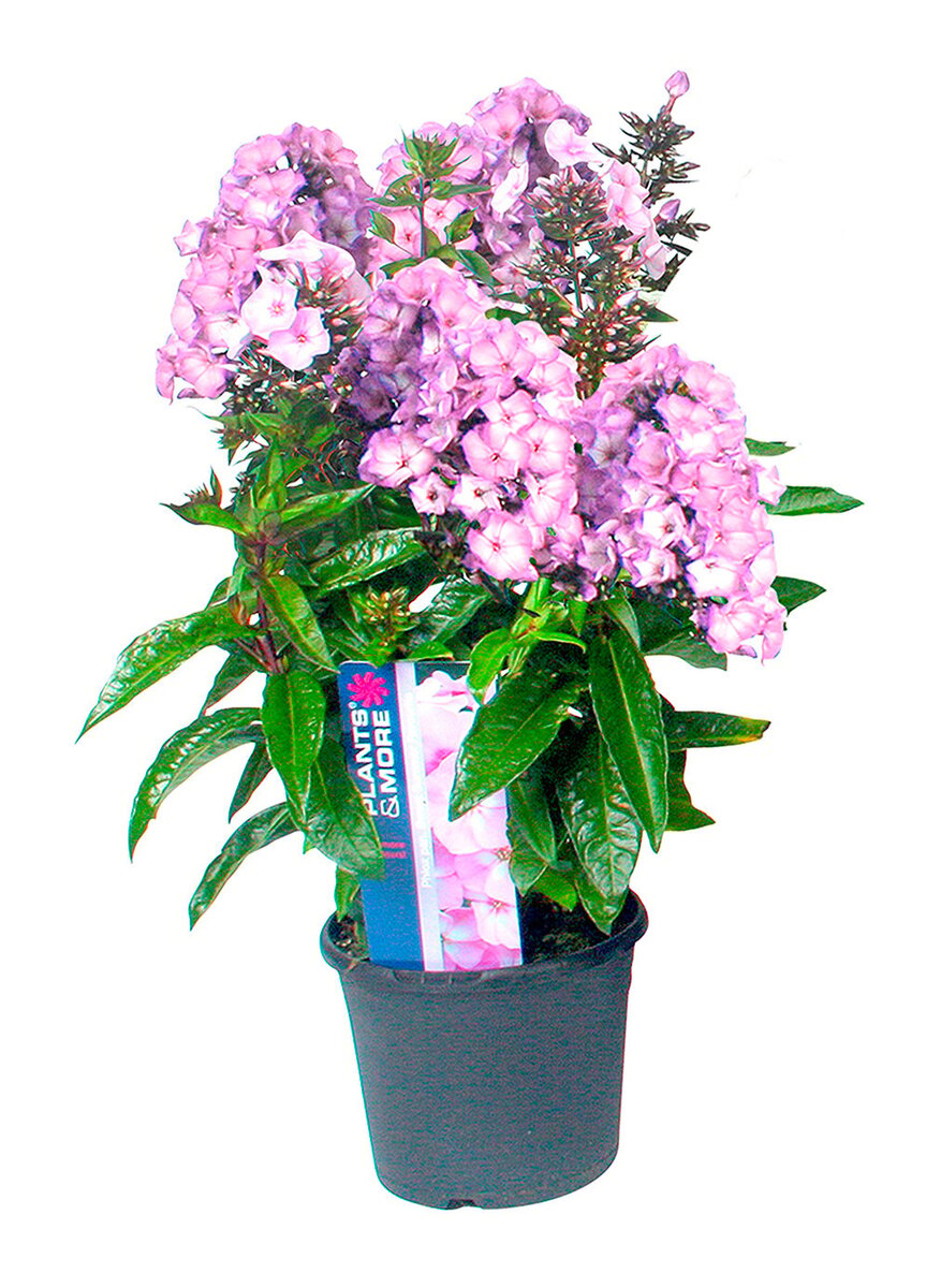 Bild 1 von Flammenblume Phlox  im 17 cm Topf