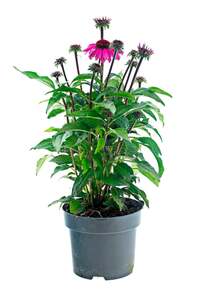 Sonnenhut Echinacea im 17 cm Topf