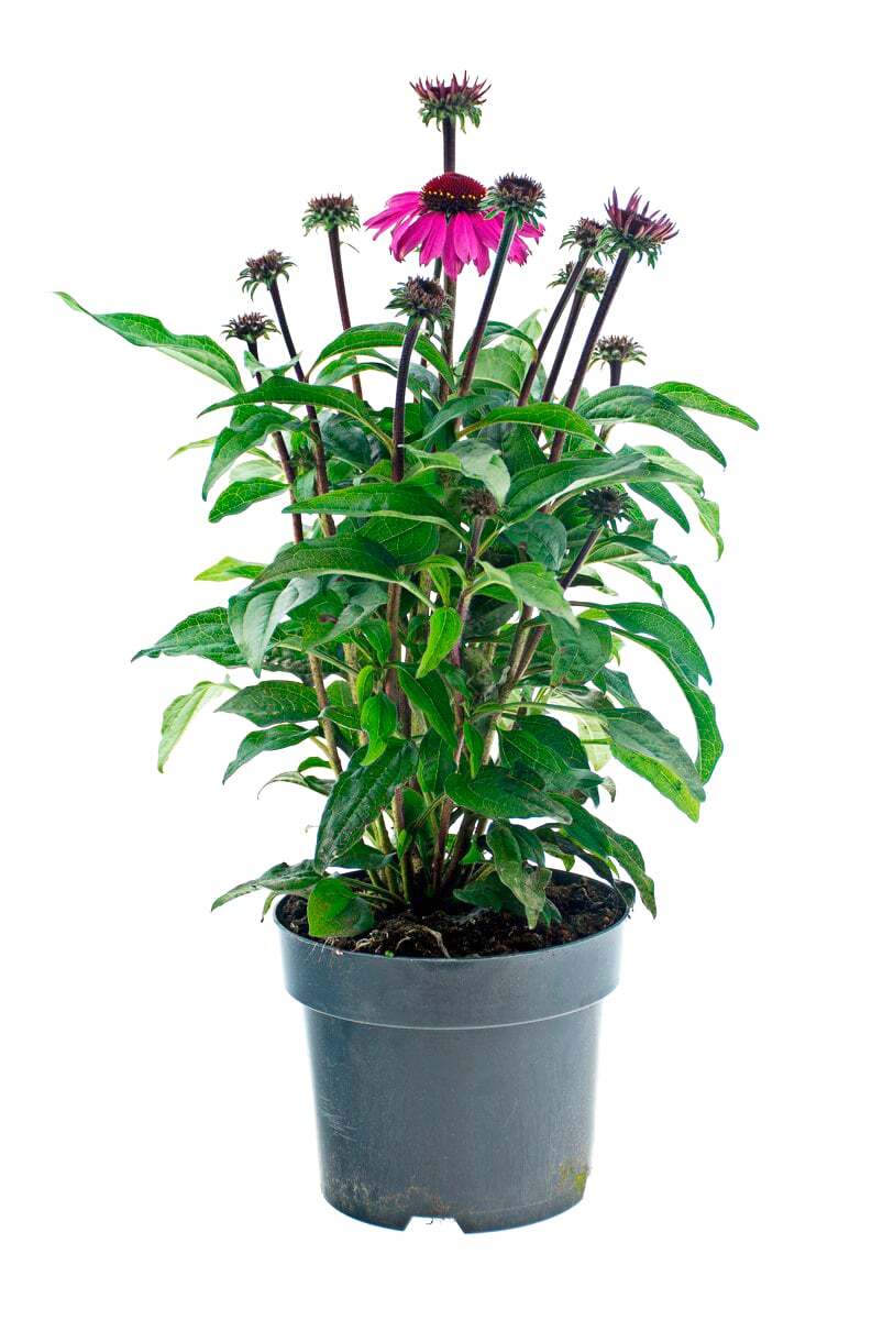 Bild 1 von Sonnenhut Echinacea  im 17 cm Topf