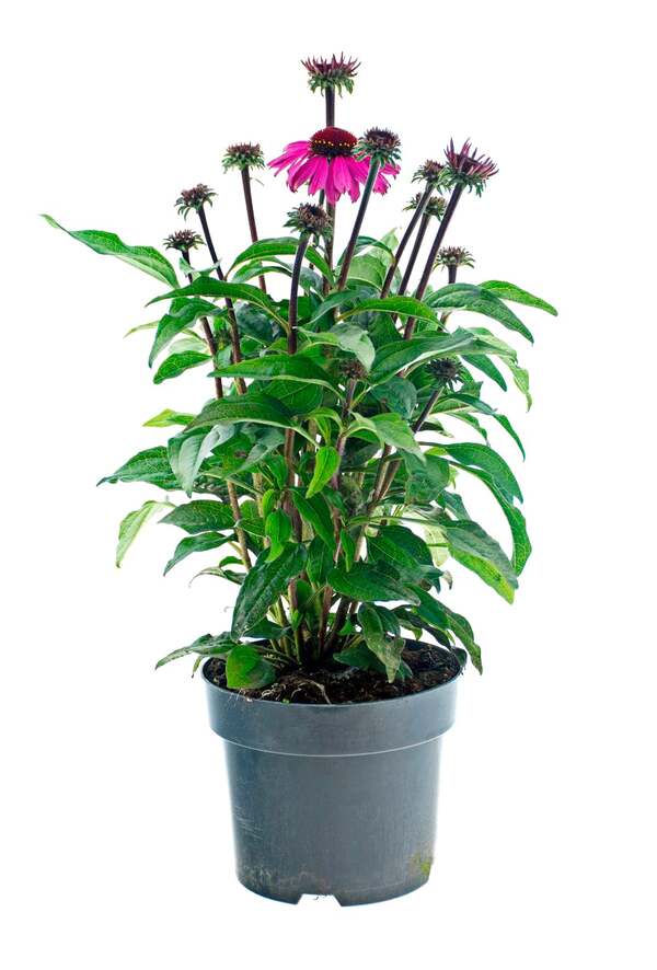 Bild 1 von Sonnenhut Echinacea  im 17 cm Topf