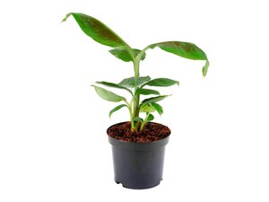 Exotische Pflanzen versch. Ausführungen z.B.: Banane
