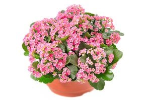 Kalanchoe 'Perfecta'  in 23 cm Schale