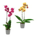 Bild 1 von GARDENLINE Phalaenopsis