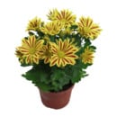 Bild 4 von GARDENLINE Chrysantheme