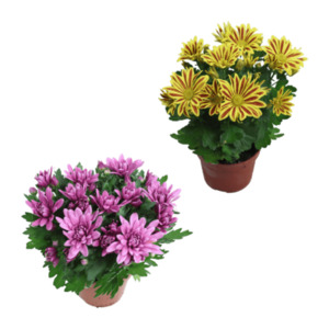 GARDENLINE Chrysantheme