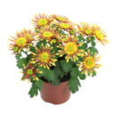 Bild 3 von GARDENLINE Chrysantheme