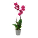 Bild 4 von GARDENLINE Phalaenopsis