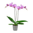 Bild 3 von GARDENLINE Phalaenopsis