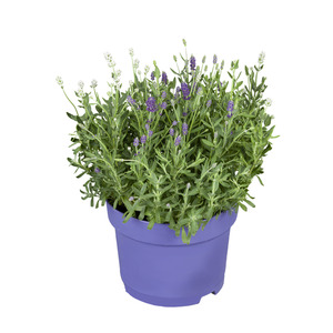 toom Lavendel 19 cm Topf