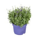 Bild 1 von toom Lavendel 19 cm Topf