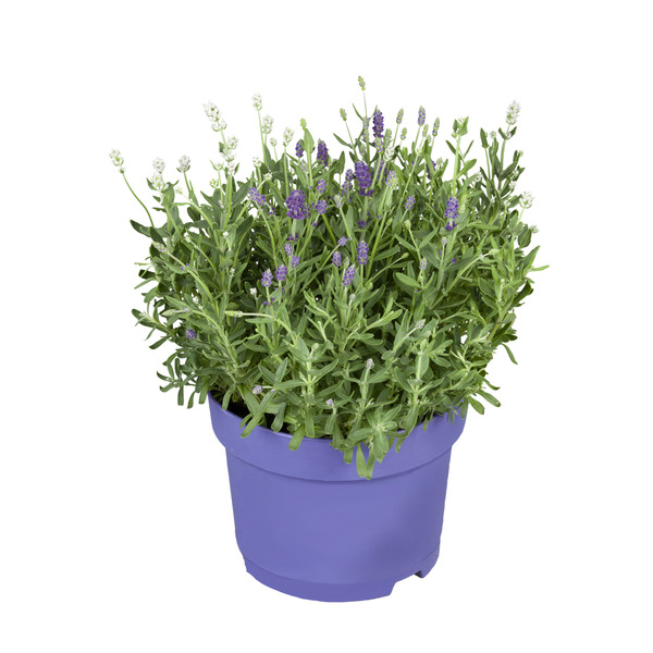 Bild 1 von toom Lavendel 19 cm Topf