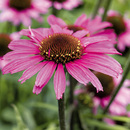 Bild 1 von Echinacea "Sonnenhut"