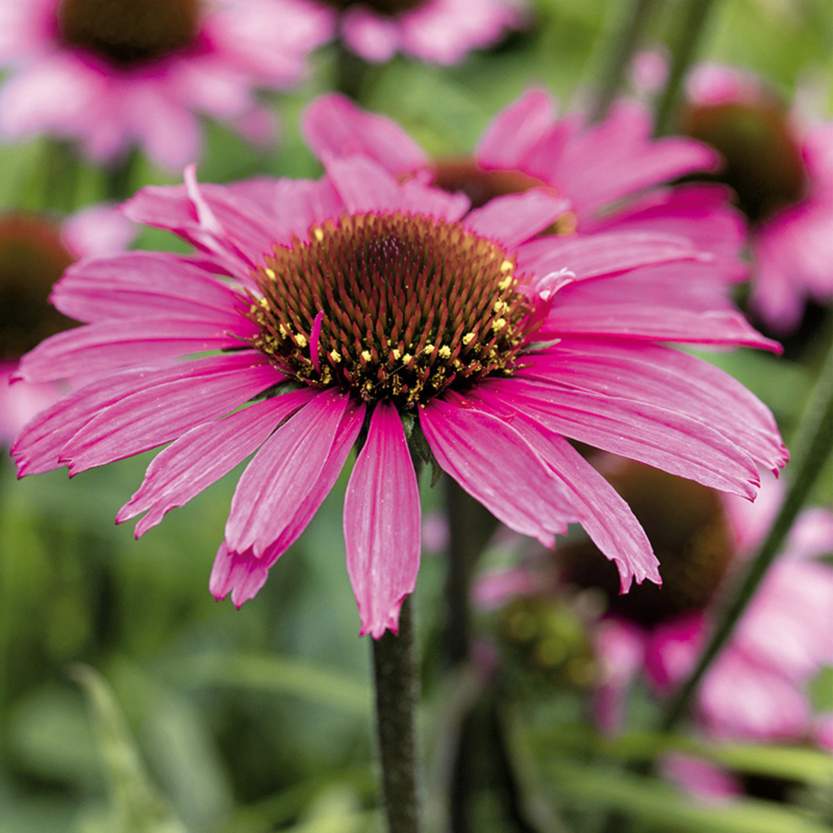 Bild 1 von Echinacea "Sonnenhut"