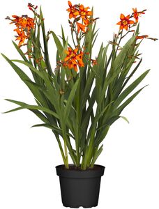 Mondbretia (Crocosmia) Co. 5l, 23 cm Topf, 40 bis 60 cm hoch