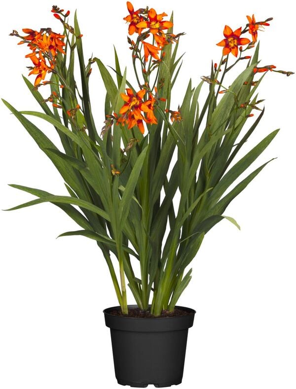 Bild 1 von Mondbretia (Crocosmia) Co. 5l, 23 cm Topf, 40 bis 60 cm hoch