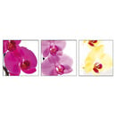 Bild 2 von Orchidee Phalaenopsis