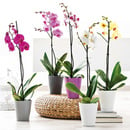 Bild 1 von Orchidee Phalaenopsis