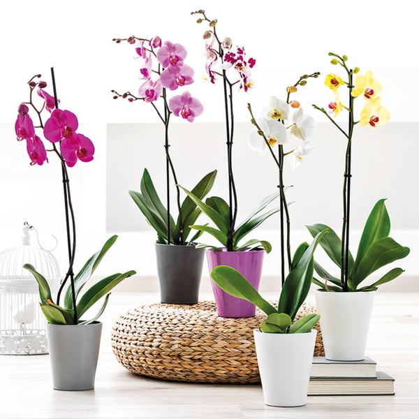 Bild 1 von Orchidee Phalaenopsis