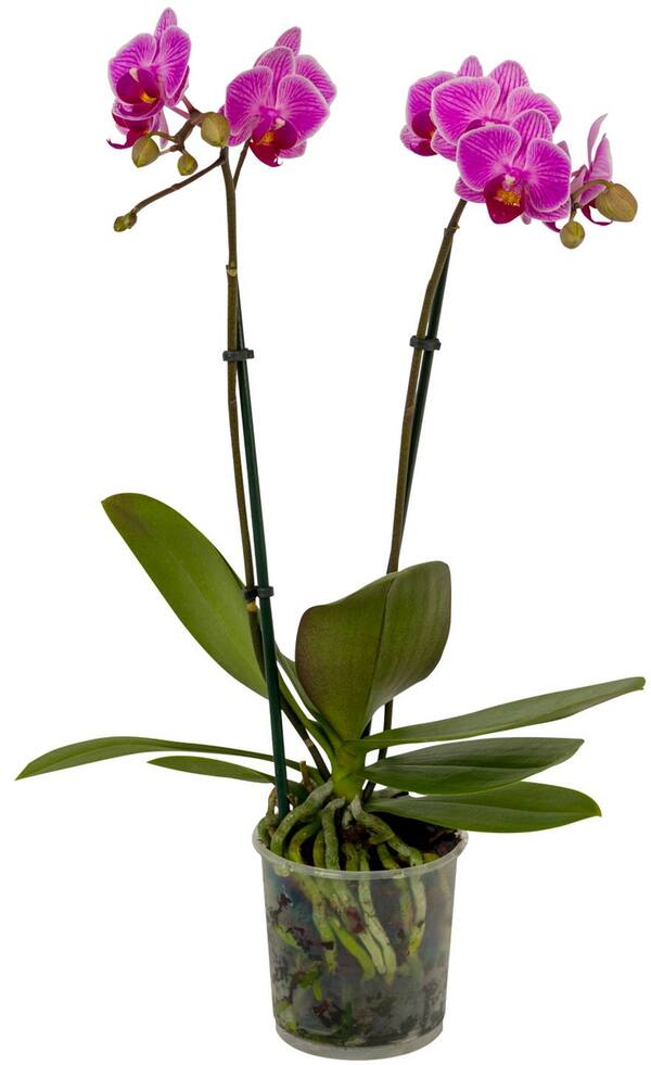 Bild 4 von Orchideen