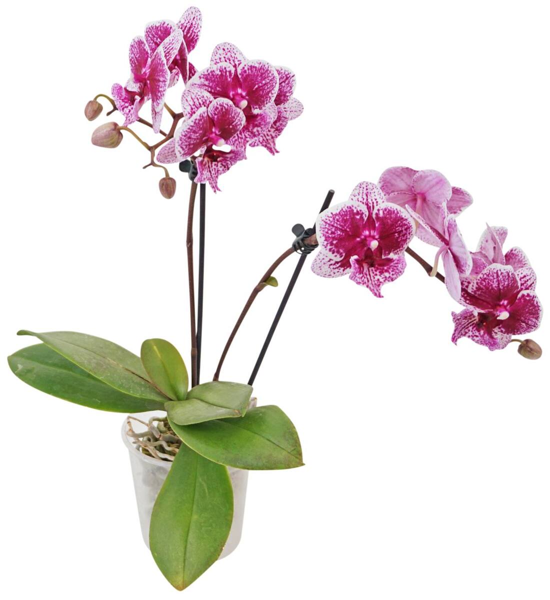 Bild 2 von Orchideen