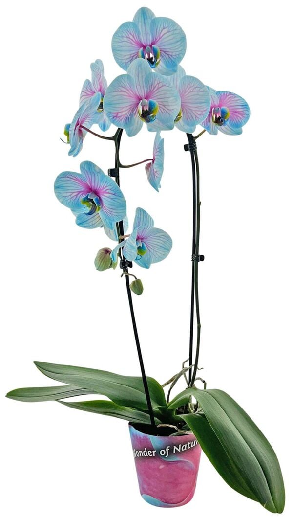 Bild 1 von Orchideen