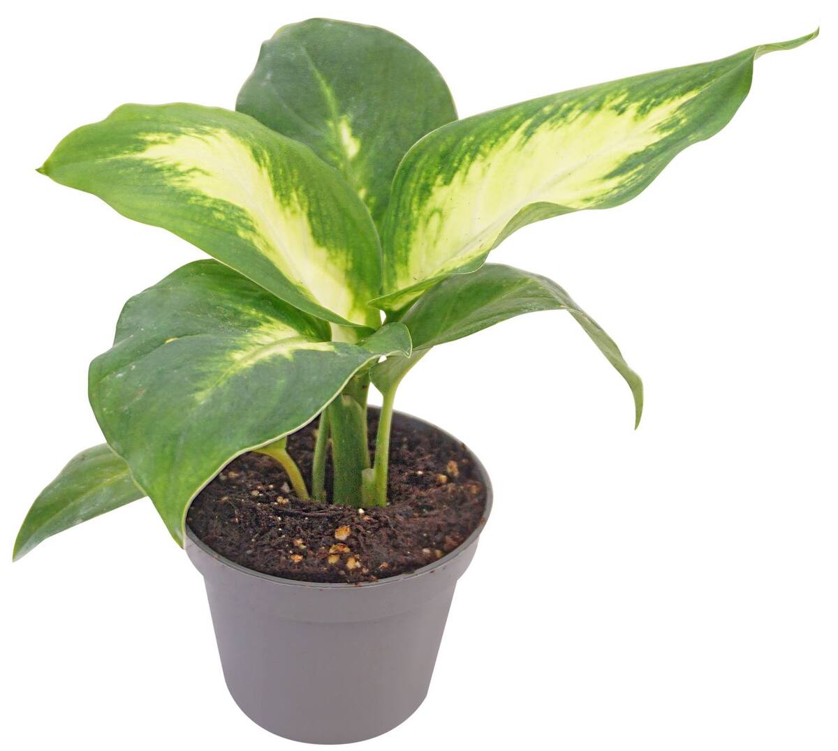 Bild 1 von Grünpflanzen