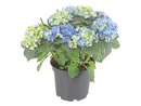Bild 1 von Bauernhortensie versch. Farben