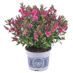 toom Strauchveronika 'All Blooms' verschiedene Farben 12 cm Topf