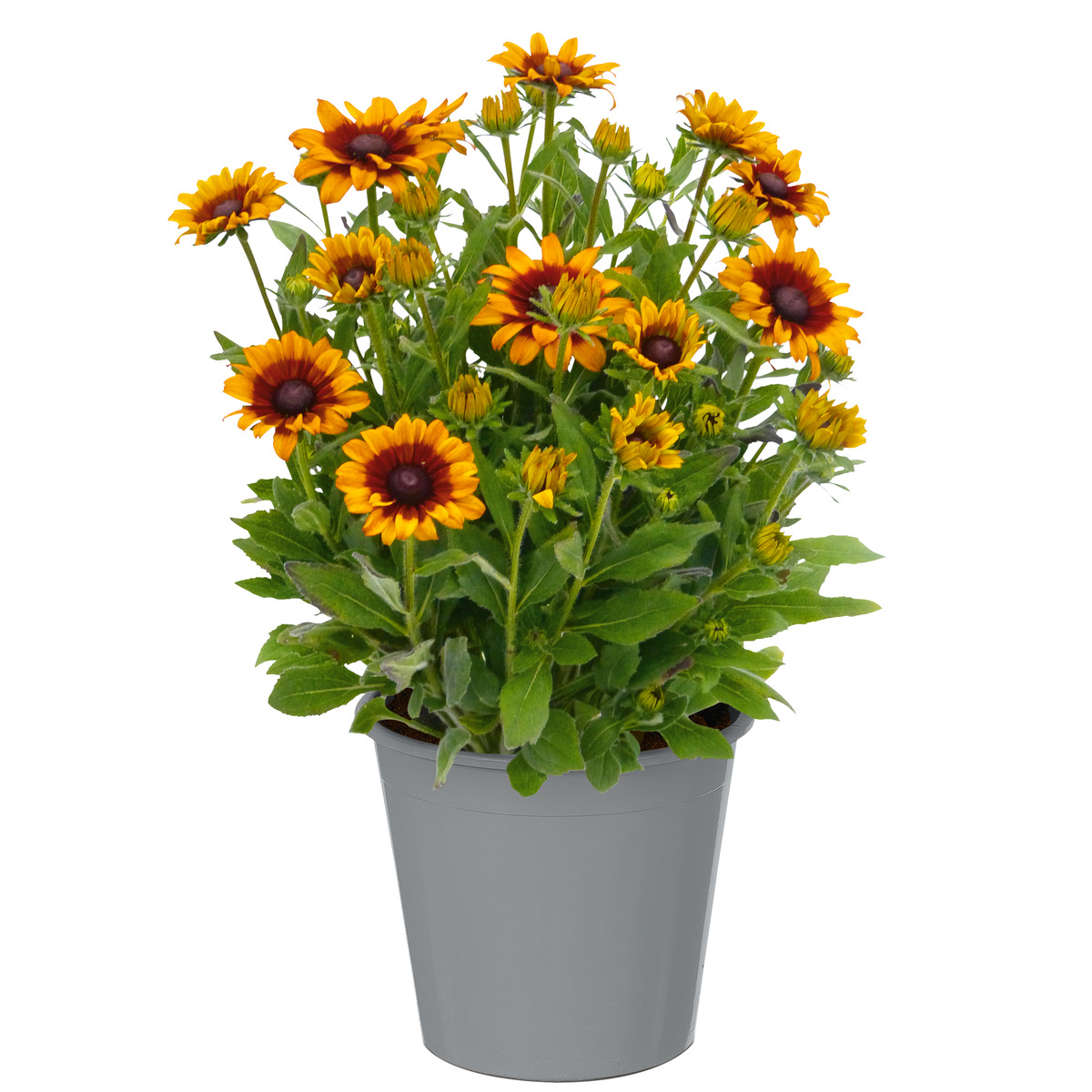 Bild 1 von toom Sonnenhut 'Sunbeckia' 23 cm Topf