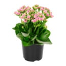 Bild 2 von GARDENLINE Kalanchoe / Gerbera / Topfrose