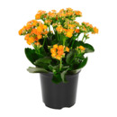 Bild 4 von GARDENLINE Kalanchoe / Gerbera / Topfrose