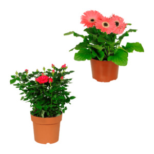 GARDENLINE Kalanchoe / Gerbera / Topfrose