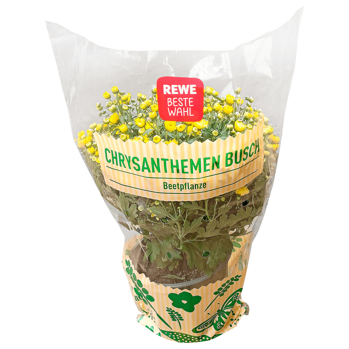 Bild 1 von Chrysanthemen Busch