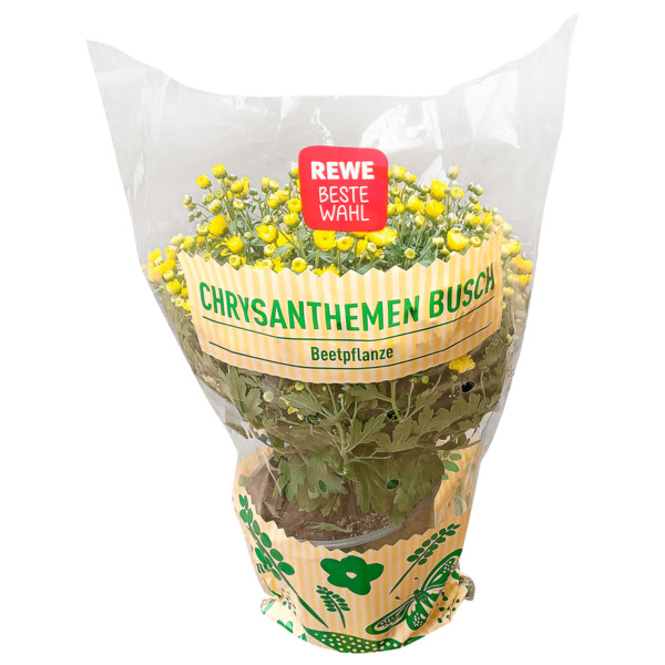 Bild 1 von Chrysanthemen Busch