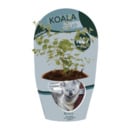 Bild 1 von GARDENLINE Eukalyptus Koala