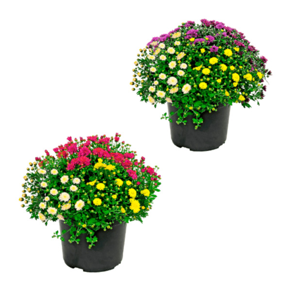 Bild 1 von GARDENLINE Chrysanthemenbüsche-Trio