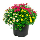 Bild 2 von GARDENLINE Chrysanthemenbüsche-Trio