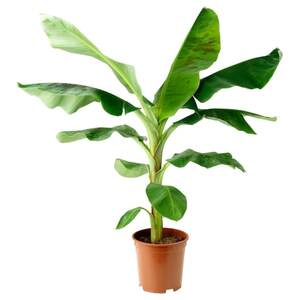 MUSA ORIENTAL  Pflanze, Bananenpflanze 21 cm