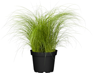 Ziergräser H 10-15 cm 11 cm Topf
