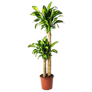 DRACAENA MASSANGEANA  Pflanze, Drachenbaum/2 Stämme 24 cm