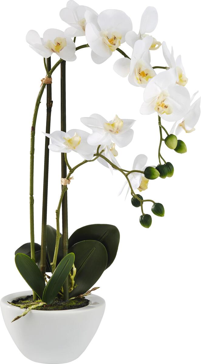 Bild 1 von Kunstpflanze Orchidee in Weiß, Weiß